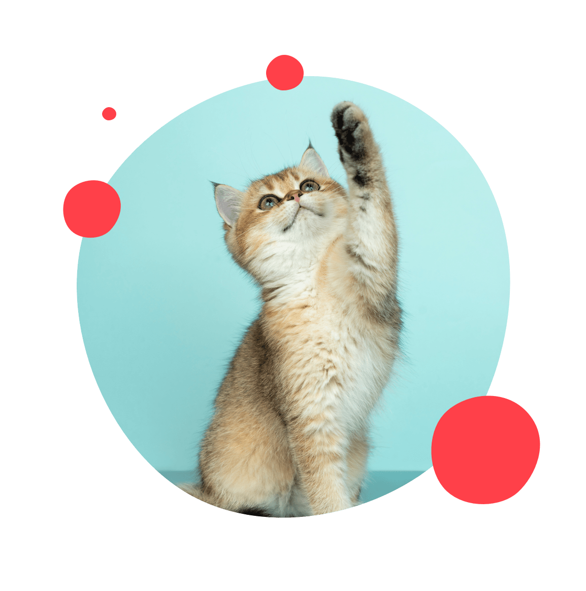 Bob martin stay fresh white ultra cat litter online