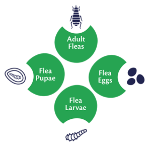 Flea Life Cycle | Bob Martin