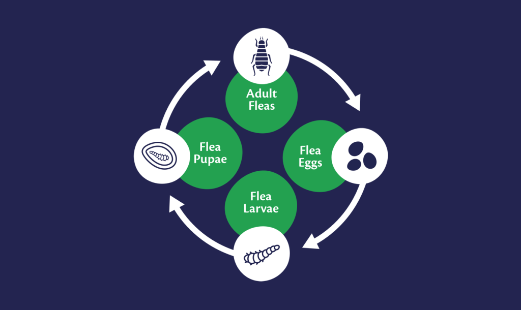 The flea lifecycle | Bob Martin
