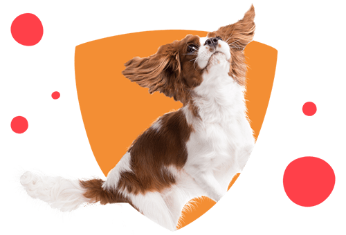 bob martin flea treatment for medium dogs