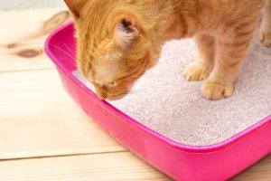 cat not using litter box all of a sudden