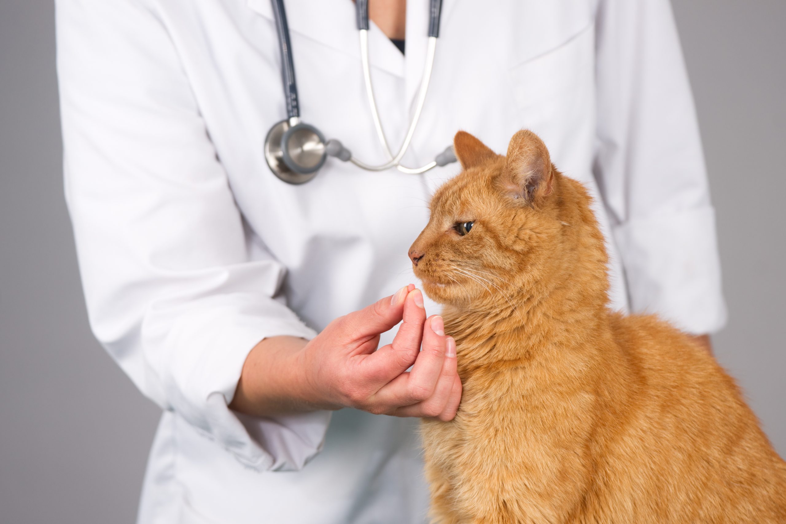 Tips For Giving Oral Medication To Your Pet Bob Martin Tips For Giving Oral Medication To Your Pet Bob Martin
