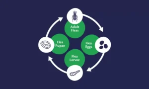 Flea life cycle