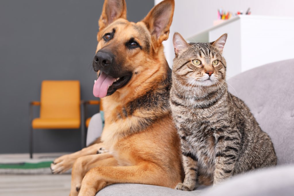 How To Treat Fleas Ticks With Bob Martin Clear Plus Bob Martin