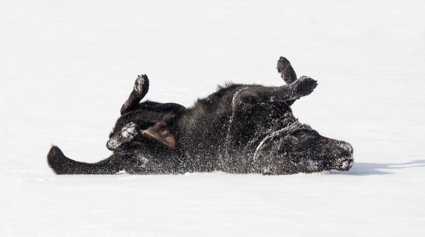 Can Fleas Survive Winter | Bob Martin