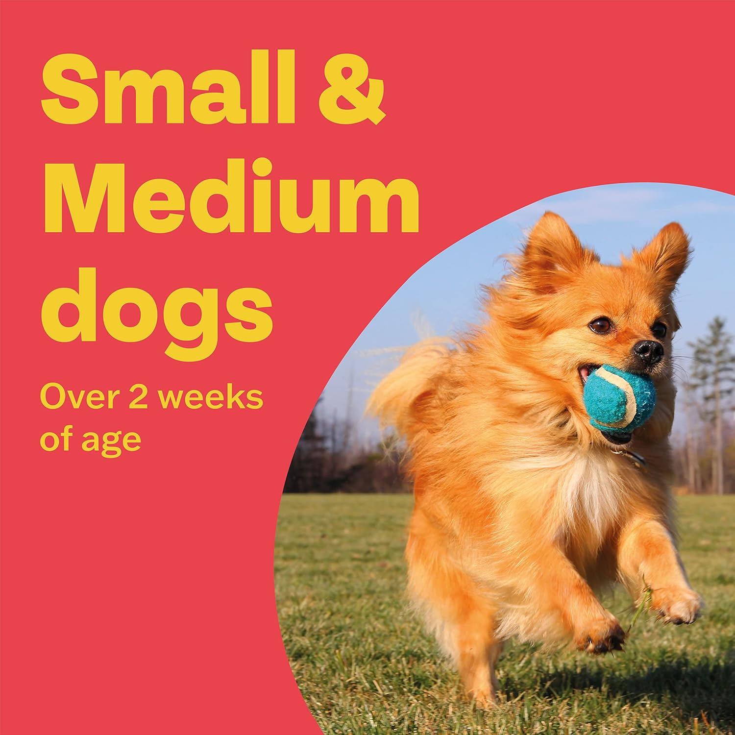 Bob Martin Clear 3in1 Flavoured Wormer Tablets for Dogs - Pack of 2 - Image 5