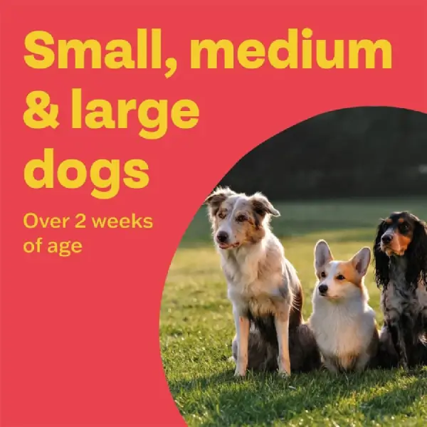 Bob Martin Clear 3in1 Flavoured Wormer Tablets for Dogs - Image 5