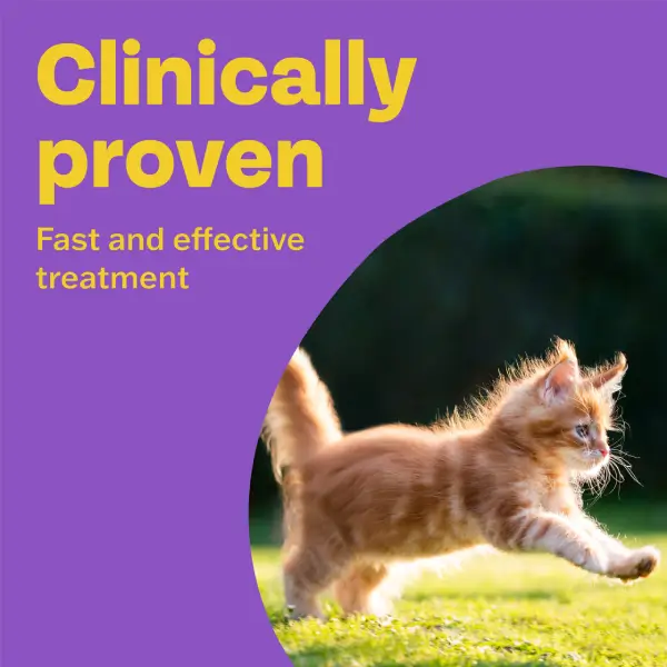 Bob Martin Clear 2 in 1 Wormer Tablets for Cats & Kittens - Pack of 2 - Image 3