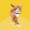 Bob Martin Clear Repellent Collar - Monochrome - Image 7