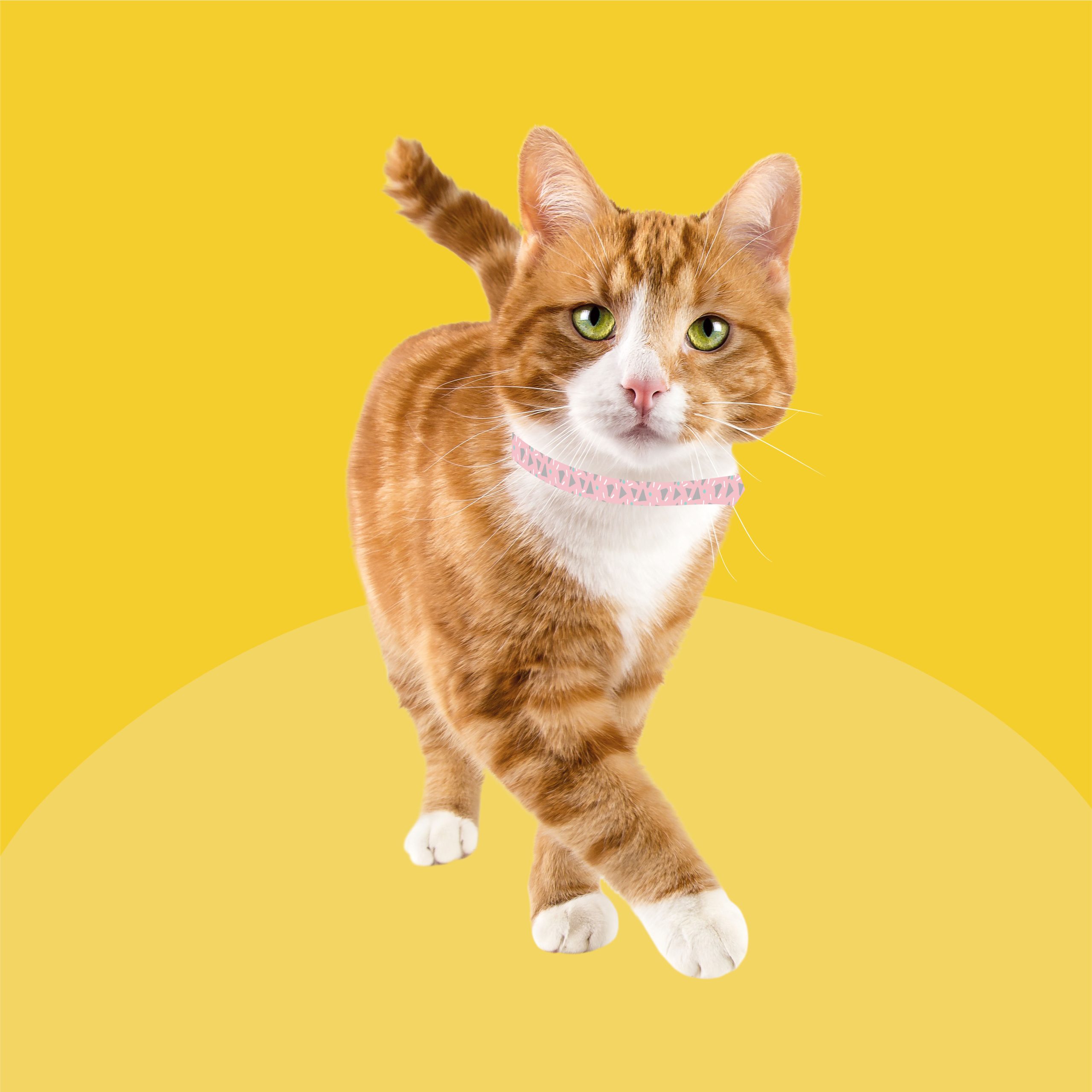 Preventic collar for cats sale