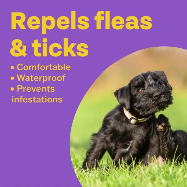 Bob Martin Clear Flea & Tick Repellent Collar for Dogs & Puppies - Image 3