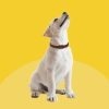 Bob Martin Clear Flea & Tick Repellent Collar for Dogs - Image 4
