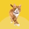 Bob Martin Clear Flea & Tick Repellent Collar for Cats - Image 5