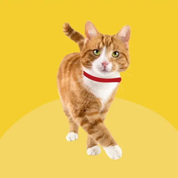 Bob Martin Clear Repellent Collar for Cats - Velvet Twin pack - Image 5