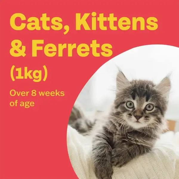 Bob Martin Clear Plus Spot-On for Cats & Ferrets - Image 6