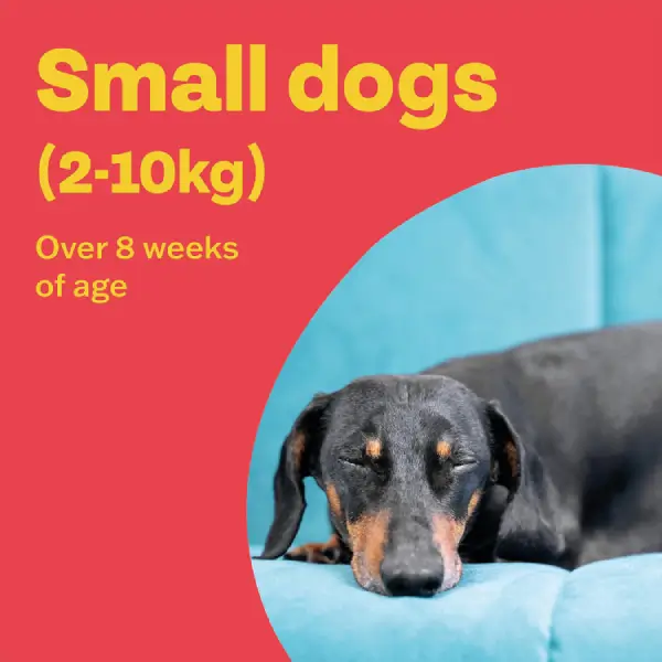 Bob Martin Clear Spot-On for SMALL Dogs - Image 7