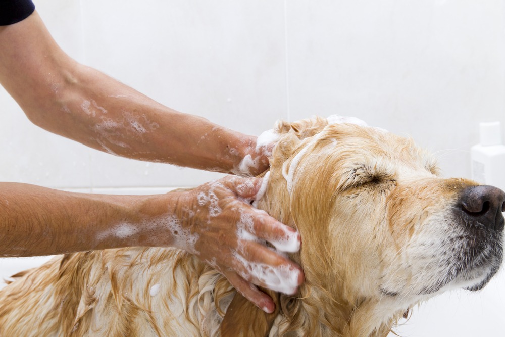 Cute dog getting bathed by its owner
