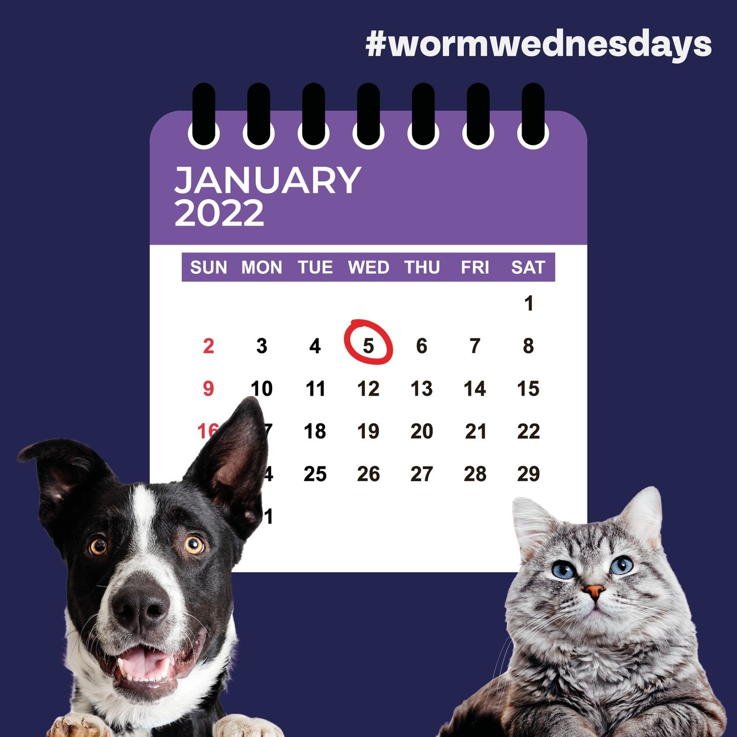 Did you know that most pets need worming monthly? Whilst each individual pet’s needs are different, based on their lifestyle and diet it is likely that the vast majority should be treated for worms every month.

Here is your reminder to pick up Bob Martin’s Wormer Treatment for your pet via the link in our bio

*Survey of UK pet owners quantifying internal parasite infection risk and deworming recommendation implications. Pennelegion et al. Parasites Vectors 13, 218 (2020)

 #BobMartin #PetHealthcare #Flea #Worm #Dog #Cat #SpotOn #Pets #PetsOfInstagram #PetCare #PetTips #PetHealth #HealthyPets #ActivePets