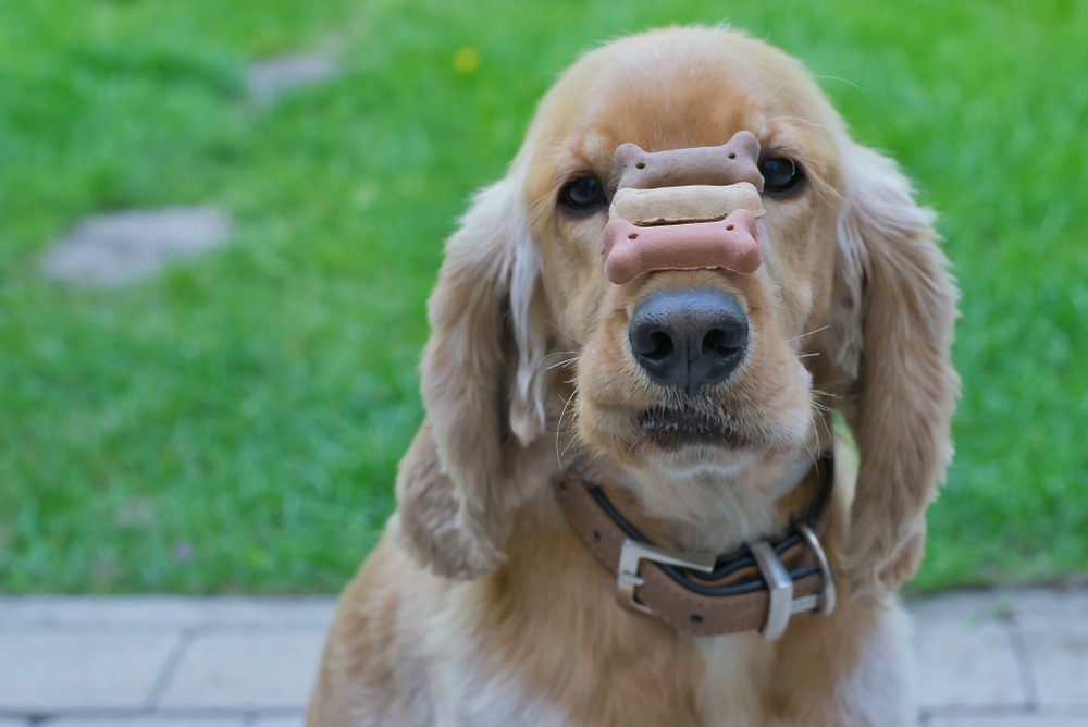 January is #TrainYourDogMonth 🐶 What tricks have you taught your dogs recently?