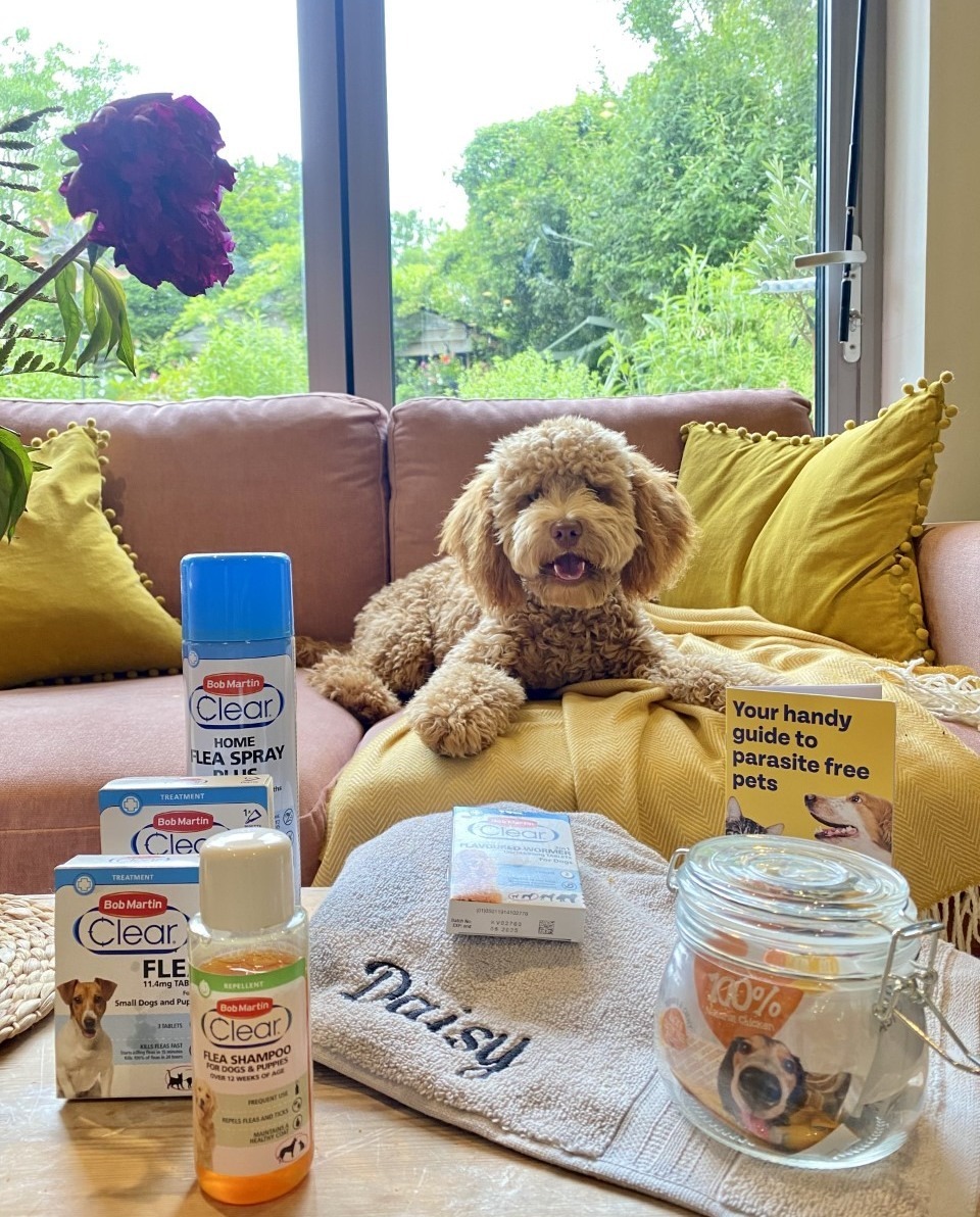 Daisy is flea free and worry-free because her pawrent has stocked up on our full range of pet and home treatments 🐾 

📷 @the_koo_koo_nest_

.
.
.
 #BobMartin #PetHealthcare #Flea #Worm #Dog #Cat #SpotOn #Pets #PetsOfInstagram #PetCare #PetTips #PetHealth #HealthyPets #ActivePets