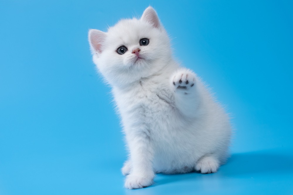 It may be #BlueMonday (the most depressing day of the year) but who can be sad after looking at this cute kitten? Let's cheer everyone up by sharing our cutest pet pictures!

.
.
.
 #BobMartin #PetHealthcare #Flea #Worm #Dog #Cat #SpotOn #Pets #PetsOfInstagram #PetCare #PetTips #PetHealth #HealthyPets #ActivePets