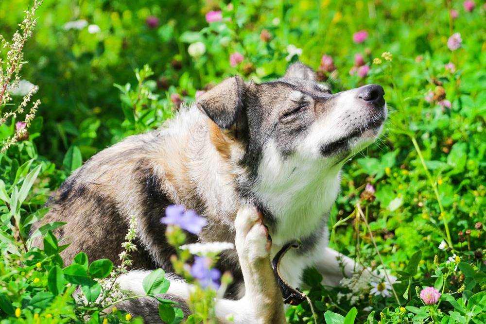 What Makes Dogs So Special And Successful? The Washington, 55% OFF