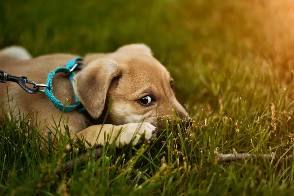 Everything every pet owner needs to know about worms